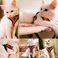 Mesh Breathable Harnesses Reflective sti for Small Dog Cat accessories