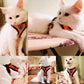 Mesh Breathable Harnesses Reflective sti for Small Dog Cat accessories